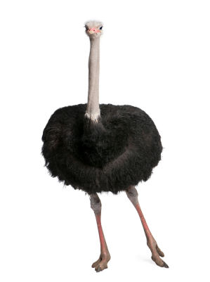 Black Ostrich Feathers (24 Piece(s))