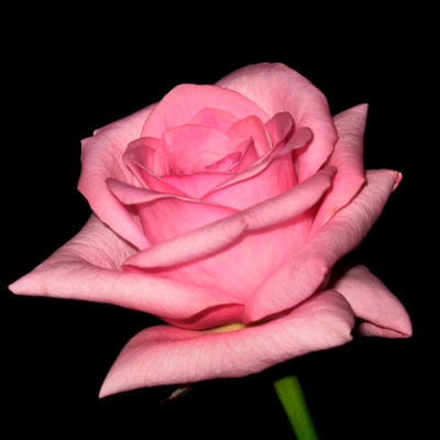 Blushing Akito Light Pink Rose 20