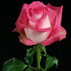 Rossinni Roses Rossini Novelty Rose 20