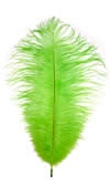 19-24 Ostrich Feathers - Purple (Pack of 12)