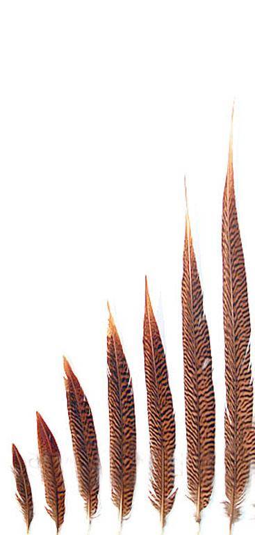 pheasant tail feathers bundle of 100!!