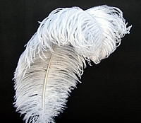 Ostrich Wing Feathers  Ostrich Plumes for Sale Online