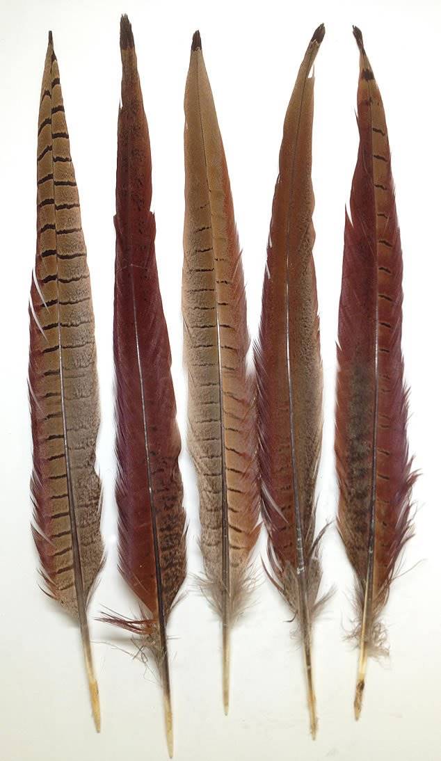 pheasant tail feathers bundle of 100!!